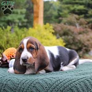 Macy, Basset Hound Puppy